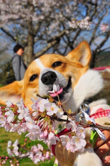 So happy a corgi