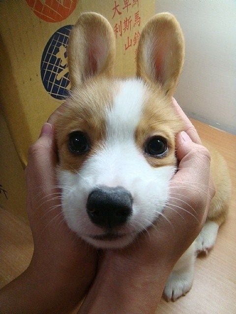 Bunny Corgi So Adorable