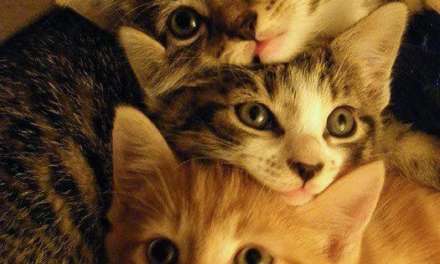 Three Kittens