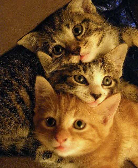 Three Kittens