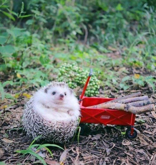 Hedgehog adventure