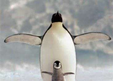 Fly Penguin