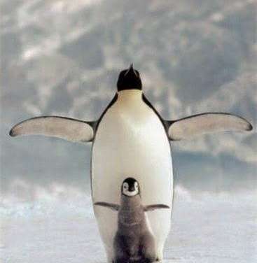 Fly Penguin