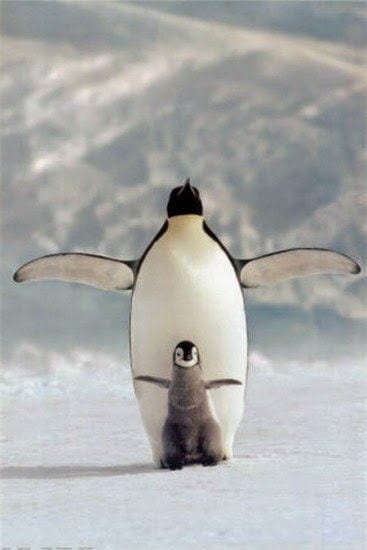 Fly Penguin