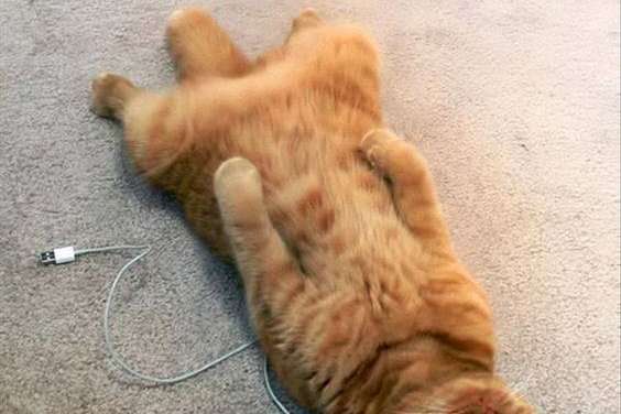 Cats are electrical