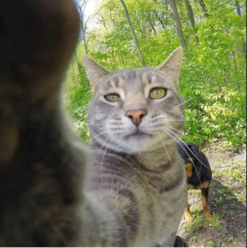 The Selfie Taking Cat
