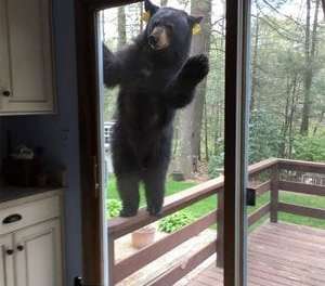 Hallo! Can I Come In?