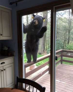 Hallo! Can I Come In?