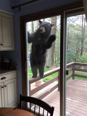 Hallo! Can I Come In?