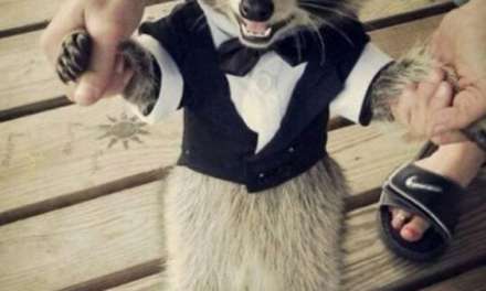 Raccoon in suit