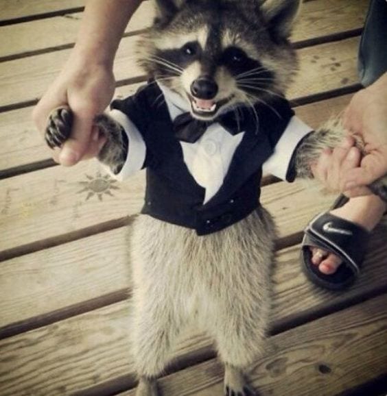 Raccoon in suit