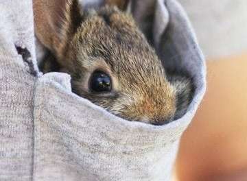 Pocket Bunny