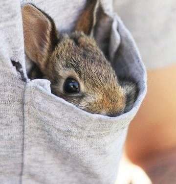 Pocket Bunny