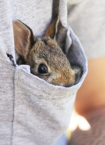 Pocket Bunny