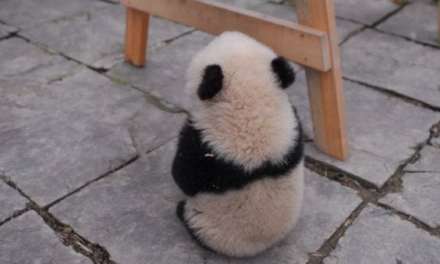 Cute baby panda