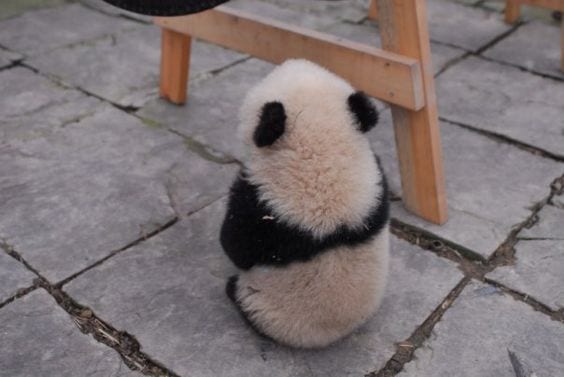 Cute baby panda