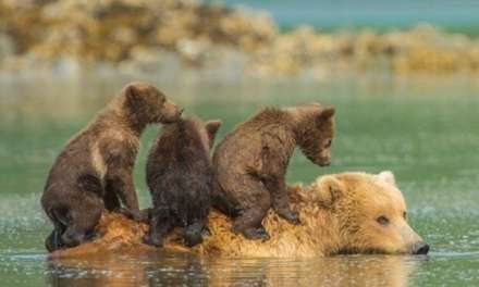 A BEAR BOAT