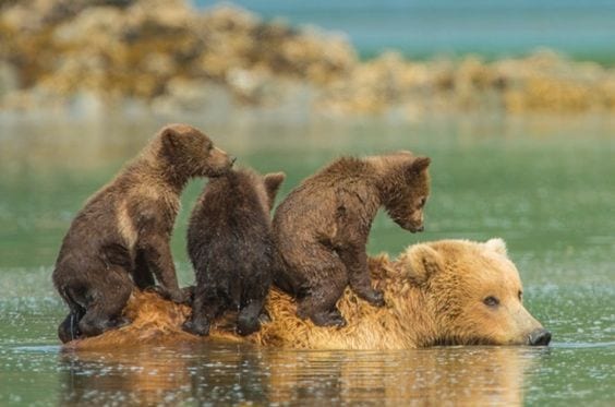 A BEAR BOAT