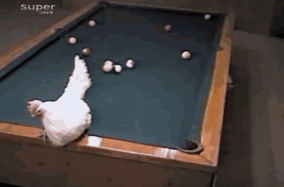 Billiard lesson from the chicken