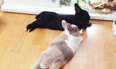 relaxed couple of bunnies!