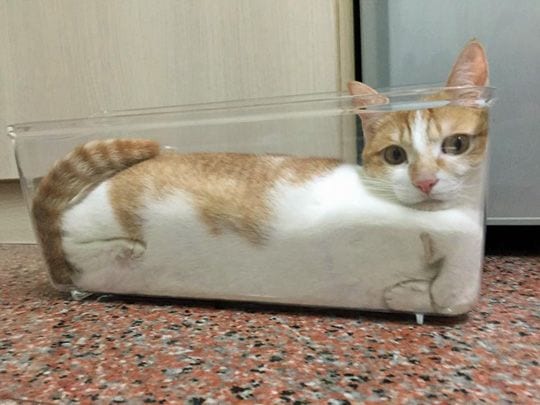 Again! Cats are liquid!