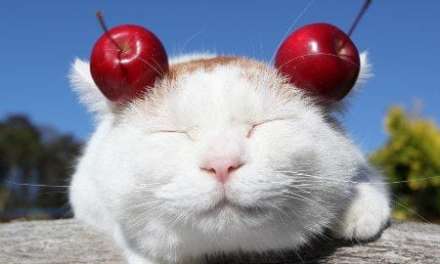 Cat with Apple Ears