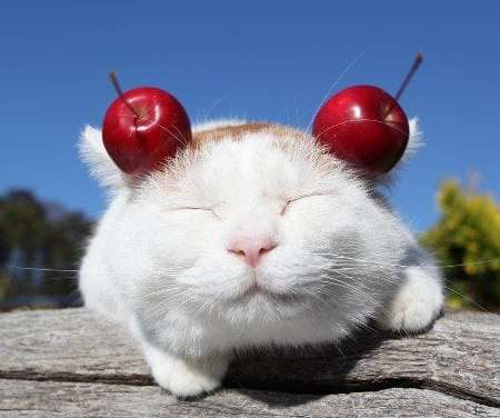 Cat with Apple Ears