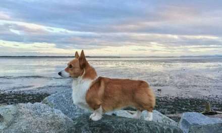 Corgi by the sea