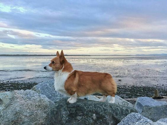 Corgi by the sea