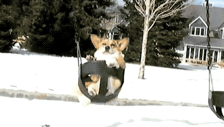 Corgi Swing