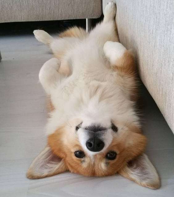 A Cute Corgi