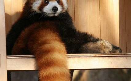 Cute Red Panda