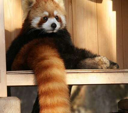 Cute Red Panda