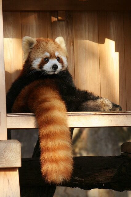 Cute Red Panda