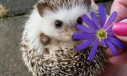 Hedgehog and flower