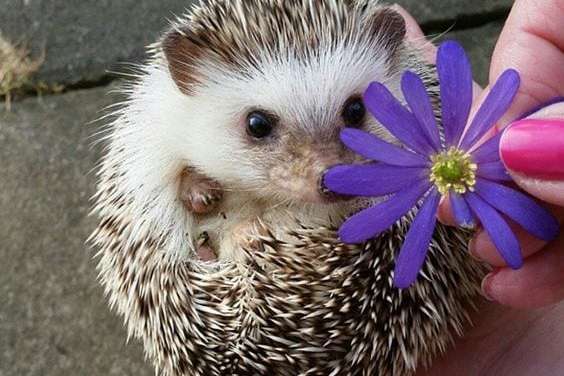 Hedgehog and flower
