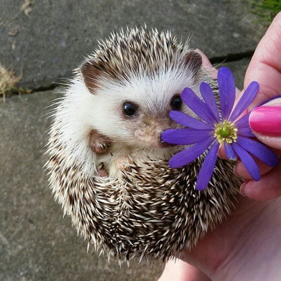 Hedgehog and flower