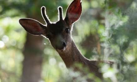 The Curious Deer