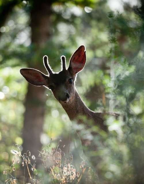 The Curious Deer