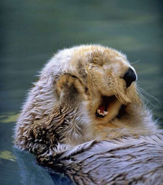 A Happy Otter