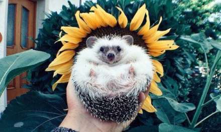 Sunflower Hedgehog