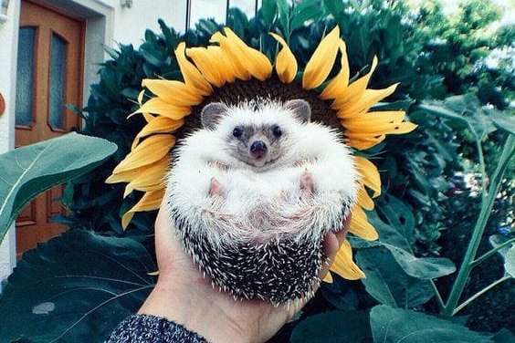 Sunflower Hedgehog