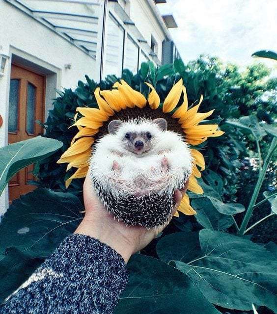 Sunflower Hedgehog