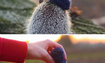 Hedgehog with a hat