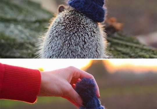 Hedgehog with a hat