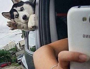 Husky photobomb