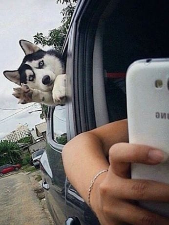 Husky photobomb