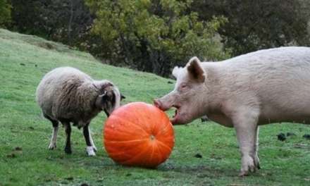 It is Pumpkin Season!