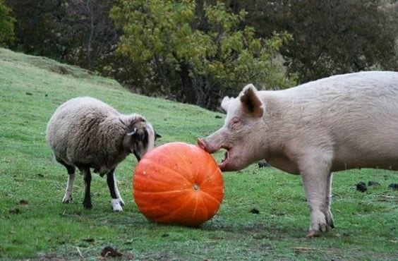 It is Pumpkin Season!