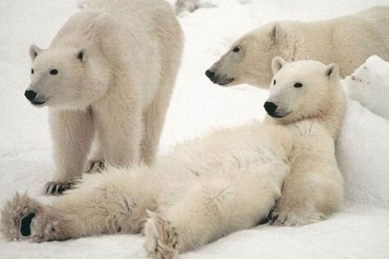 Lying on Sofa After A Big Meal